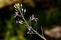 Hesperidanthus linearifolius image