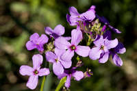 Hesperis matronalis image