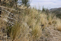 Hesperostipa neomexicana image