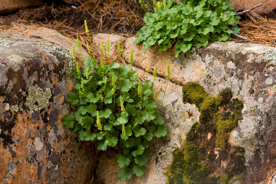 Heuchera bracteata image