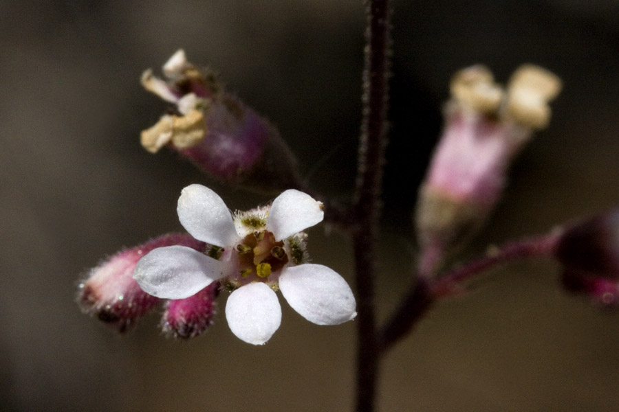 Heuchera brevistaminea image