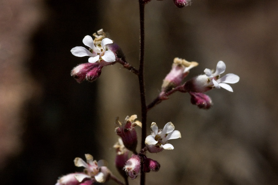 Heuchera brevistaminea image