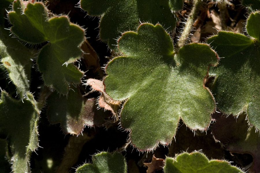 Heuchera brevistaminea image