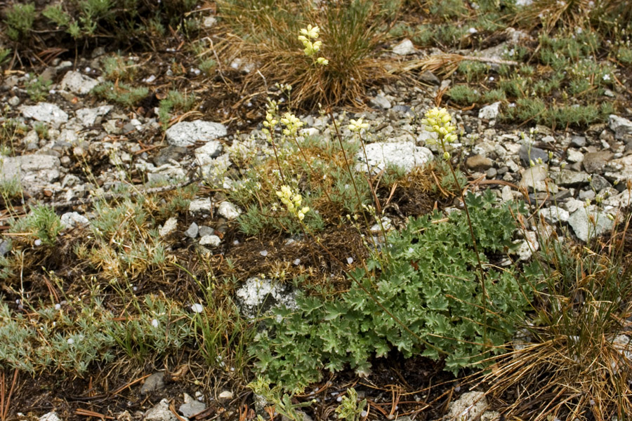 Heuchera grossulariifolia image