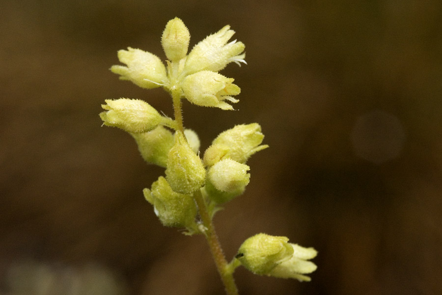 Heuchera grossulariifolia image