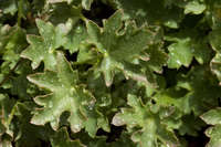 Heuchera grossulariifolia image