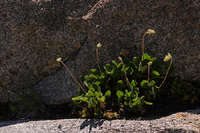 Heuchera parvifolia image