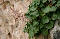 Heuchera rubescens image