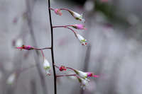 Heuchera rubescens image