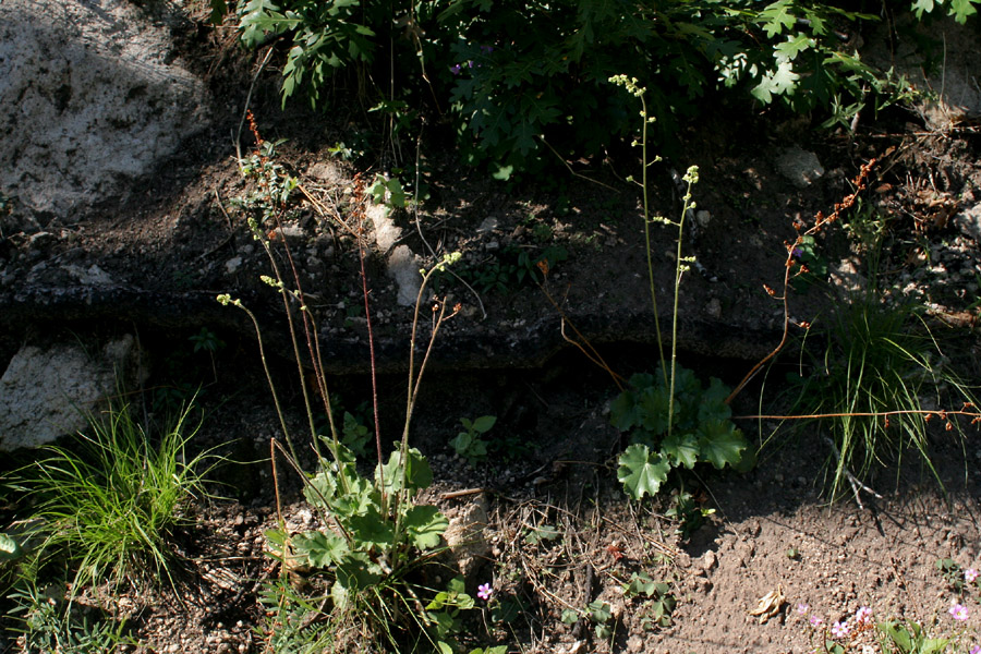 Heuchera wootonii image