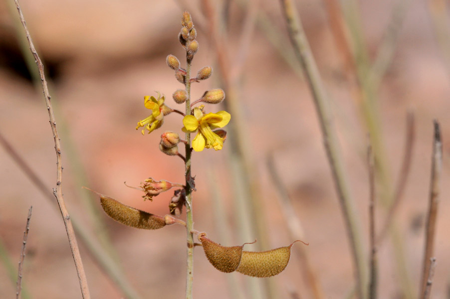 Caesalpinia virgata image