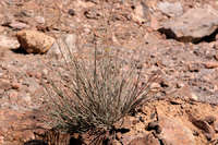 Caesalpinia virgata image