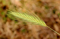 Hordeum murinum image