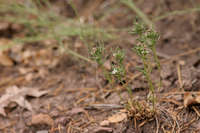 Houstonia wrightii image