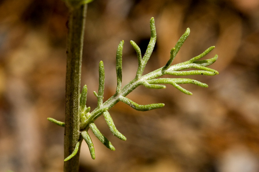 Hymenopappus biennis image