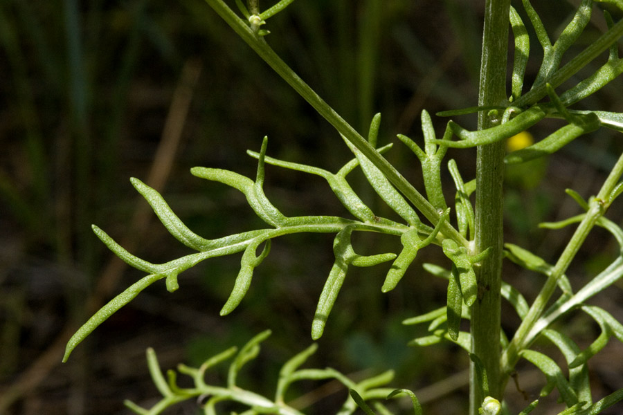 Hymenopappus biennis image