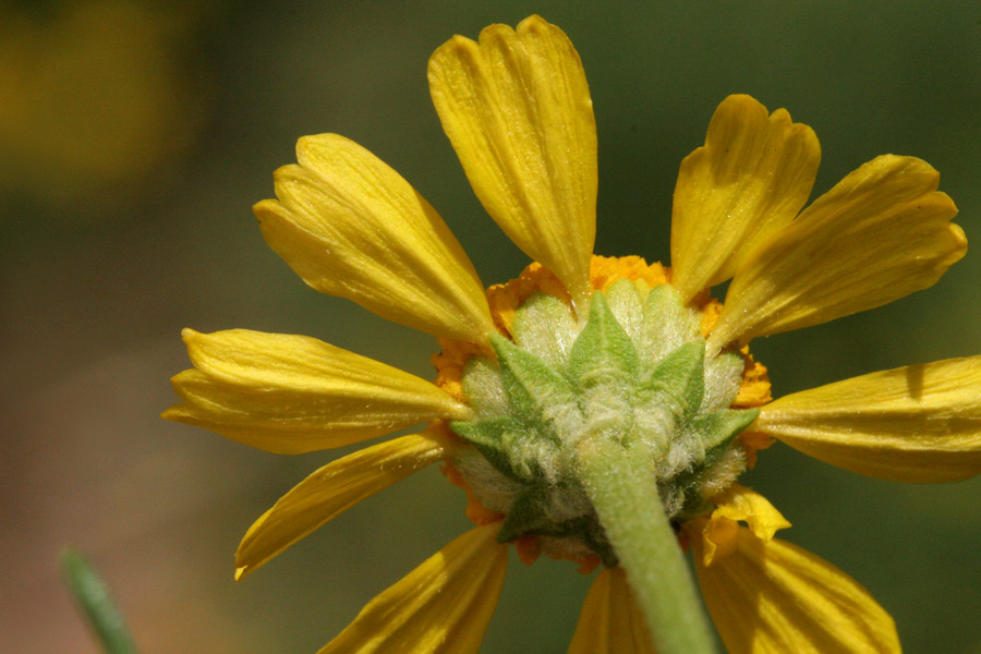 Hymenoxys odorata image