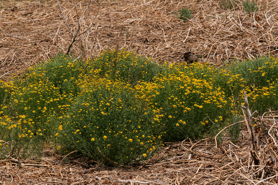 Hymenoxys odorata image