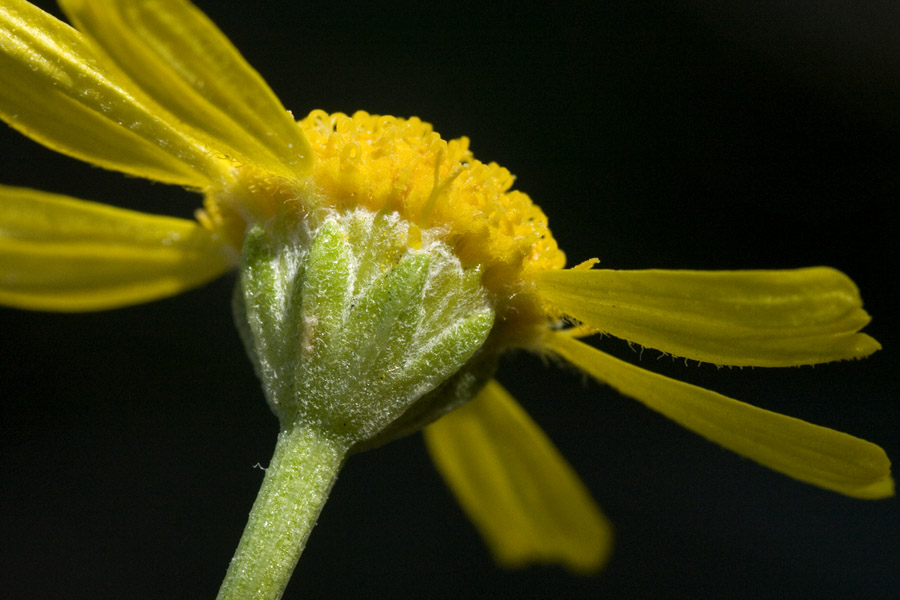 Hymenoxys vaseyi image