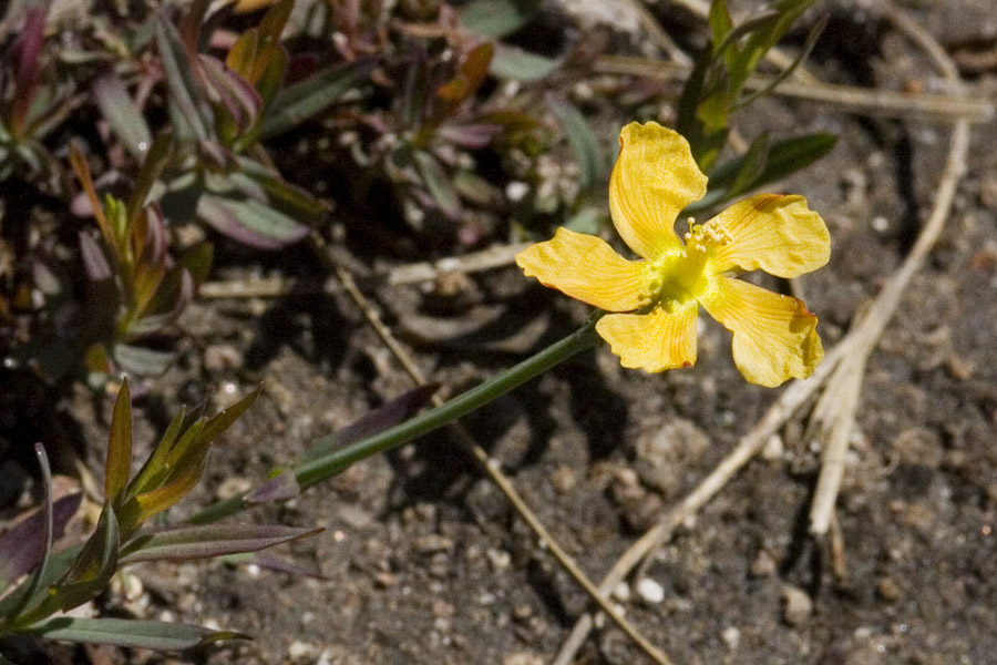 Hypericum pauciflorum image