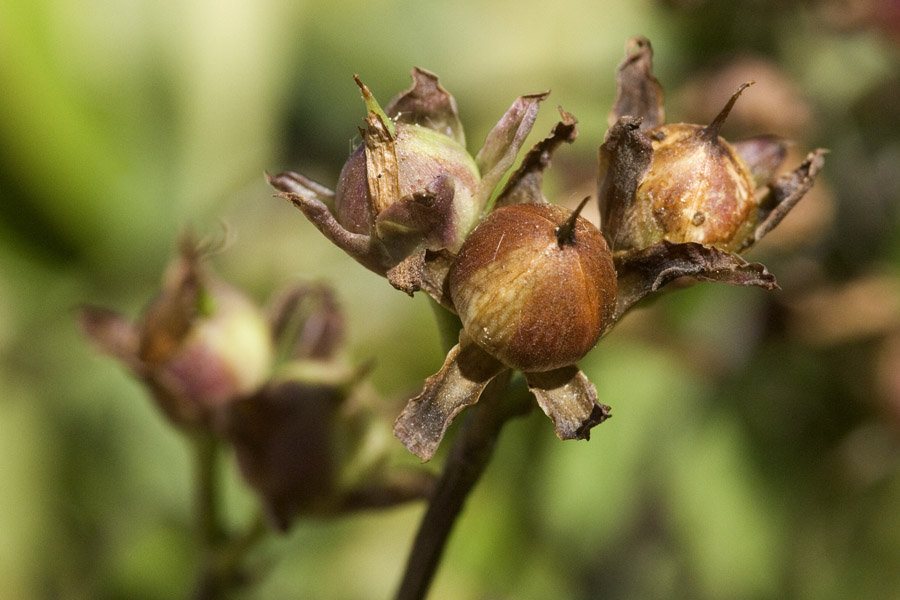 Ipomoea cordatotriloba image