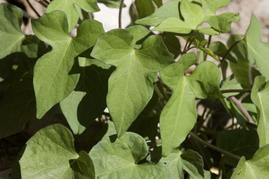 Ipomoea cordatotriloba image