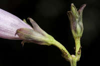 Ipomoea cordatotriloba image