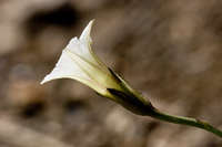 Ipomoea costellata image