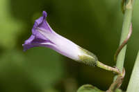 Image of Ipomoea dumetorum