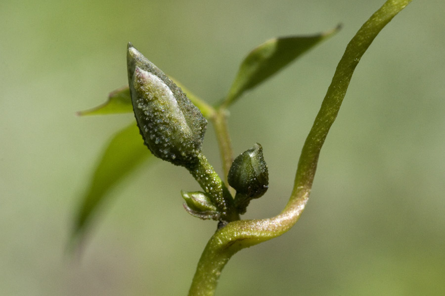 Ipomoea dumetorum image