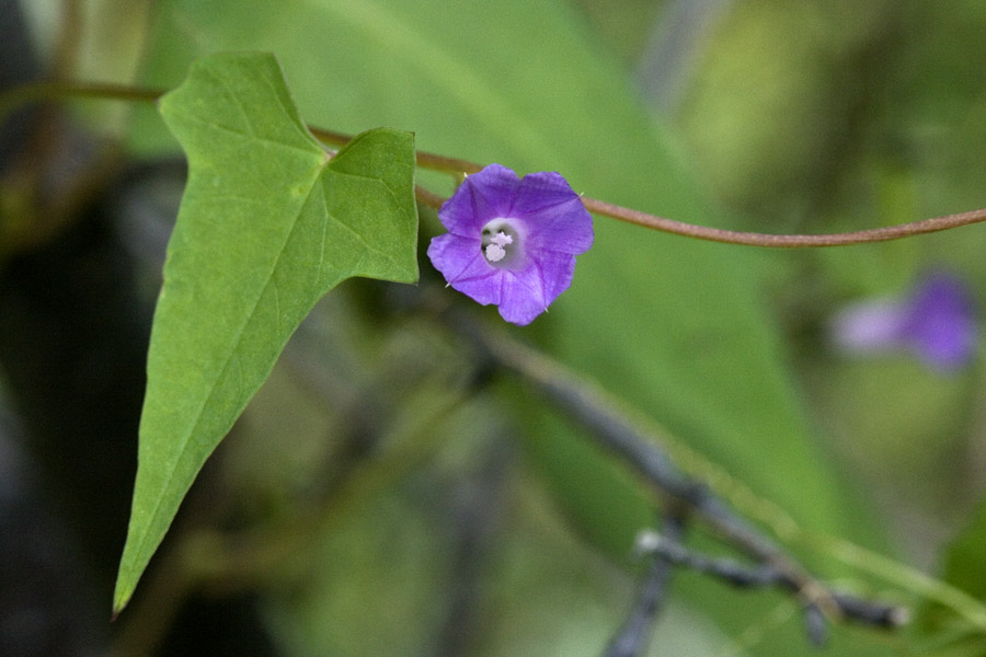 Ipomoea dumetorum image