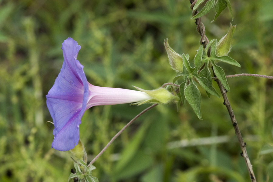 Ipomoea pubescens image