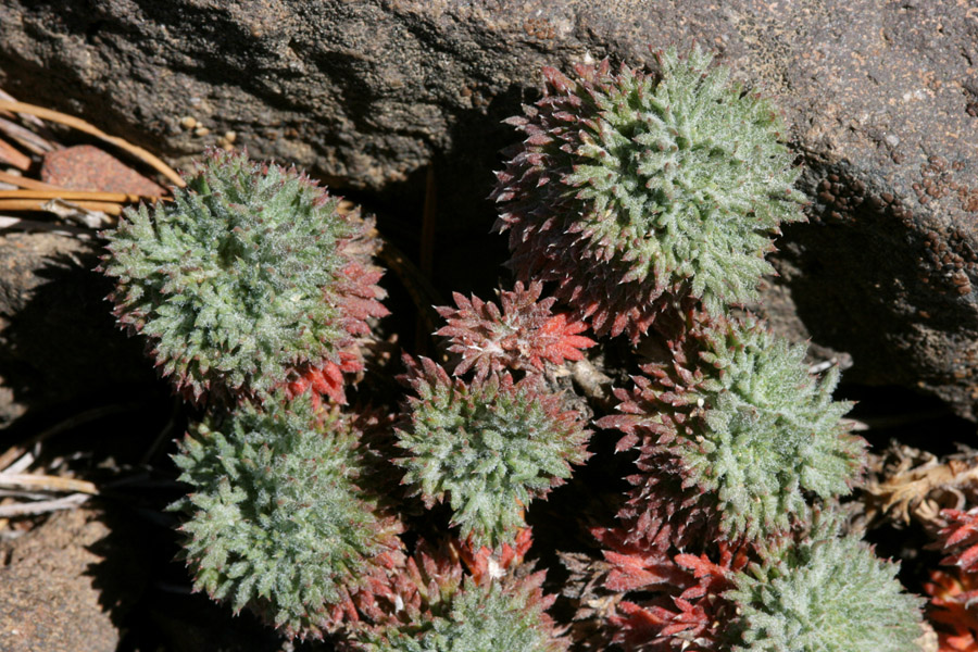 Ipomopsis congesta subsp. montana image