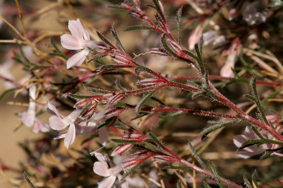 Ipomopsis havardii image