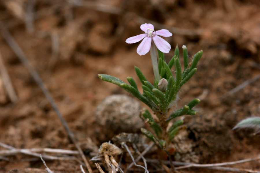 Ipomopsis pumila image