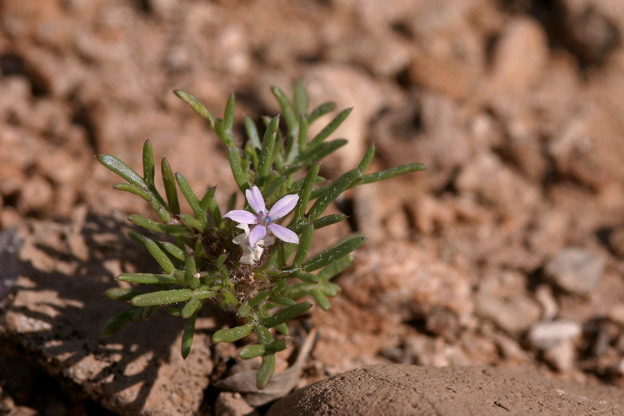 Ipomopsis pumila image