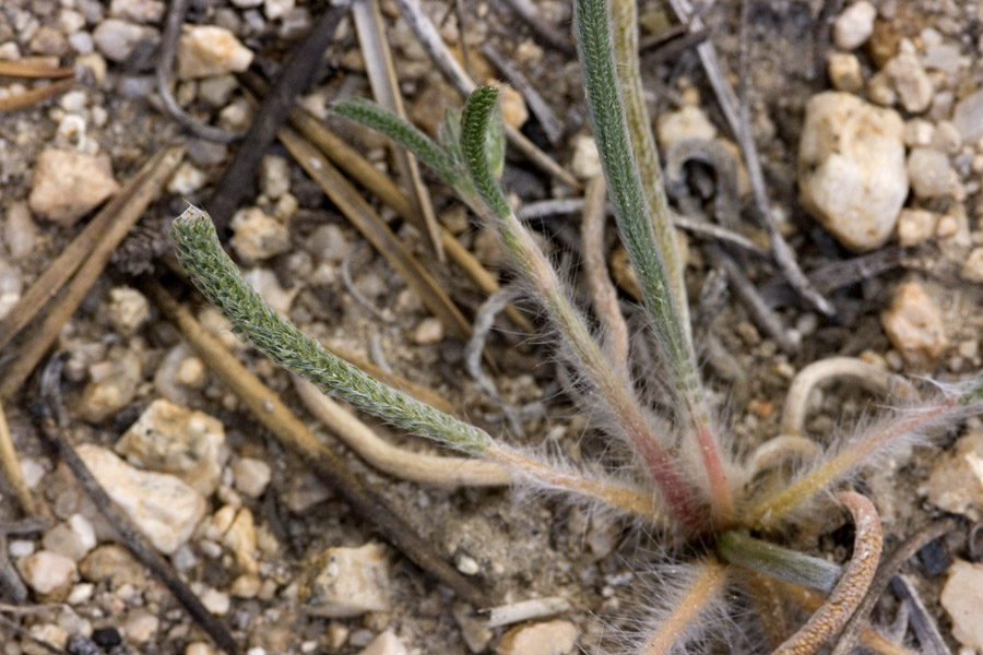 Ivesia santolinoides image