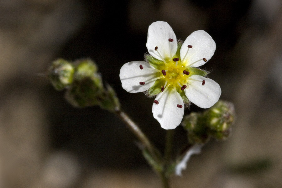 Ivesia santolinoides image