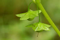 Jaltomata procumbens image