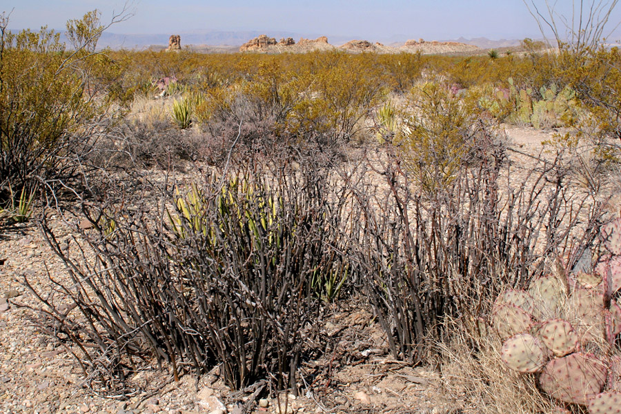 Jatropha dioica image