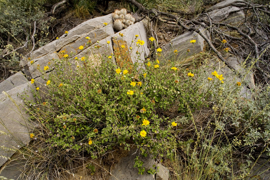 Jefea brevifolia image