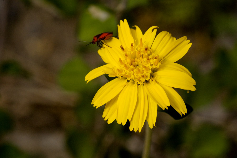 Jefea brevifolia image