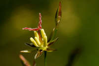 Juncus arcticus image