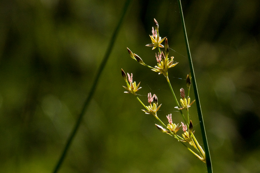 Juncus arcticus image