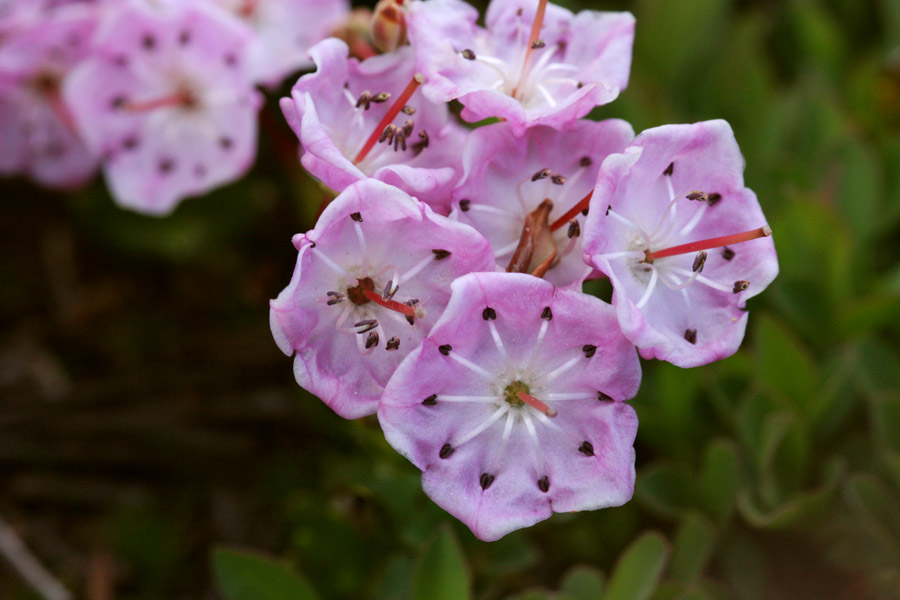 Kalmia microphylla image