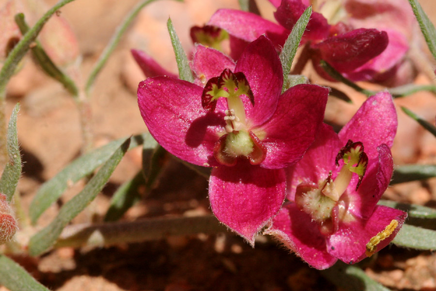 Krameria lanceolata image