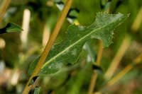 Lactuca serriola image