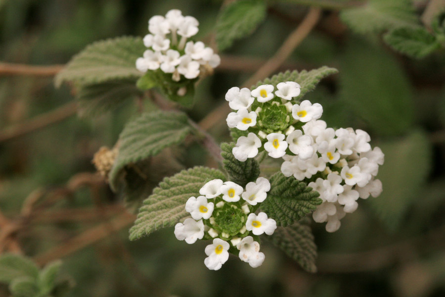 Lantana achyranthifolia image