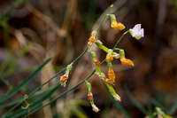 Lathyrus graminifolius image