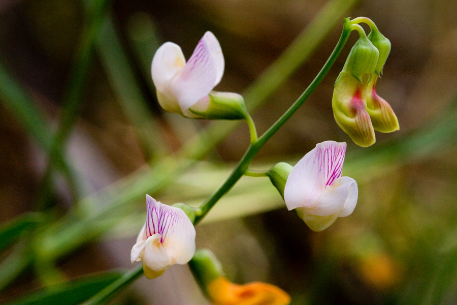 Lathyrus graminifolius image